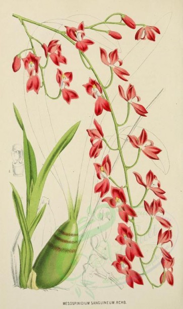 flowers-14714 - mesospinidium sanguineum [2134x3606]