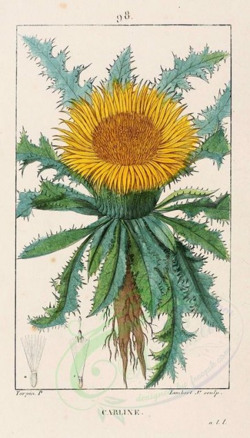 flowers-14977 - Caroline Thistle, carlina acaulis [1654x2896]