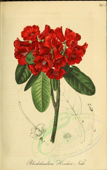 flowers-15241 - rhododendron hookeri [2301x3638]