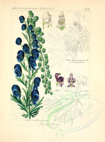 flowers-16276 - aconitum bernhardianum, aconitum callibotryon [2276x3076]