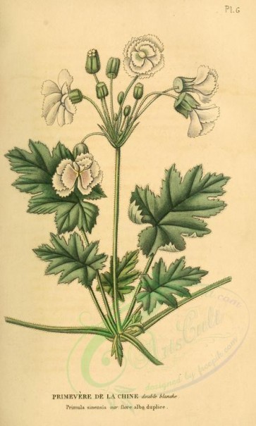 flowers-16593 - primula sinensis [1989x3307]