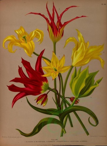 flowers-16777 - tulipa elegans, tulipa retroflexa, tulipa cornuta, tulipa stenopetala, tulipa viridiflora, tulipa persica [5299x7229]