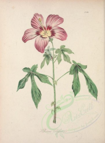 flowers-17107 - hibiscus rossii [2847x3871]