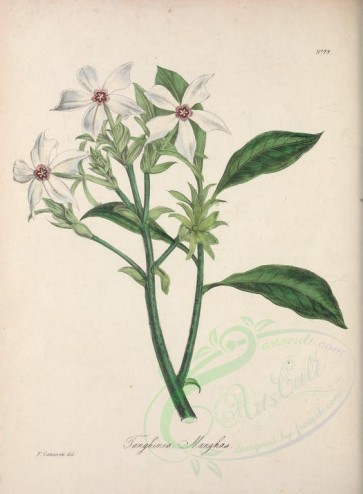 flowers-17128 - tanghinia manghas [2847x3871]