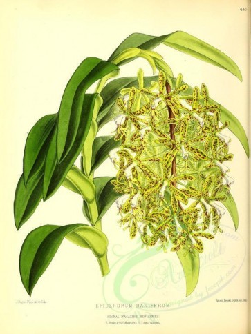 flowers-17448 - epidendrum raniferum [3060x4079]