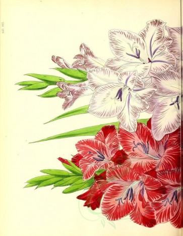 flowers-17449 - gladiolus, 1 [3160x4066]