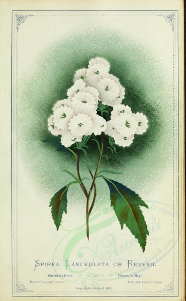 flowers-17633 - spirea lenceolata or revesii [2683x4324]