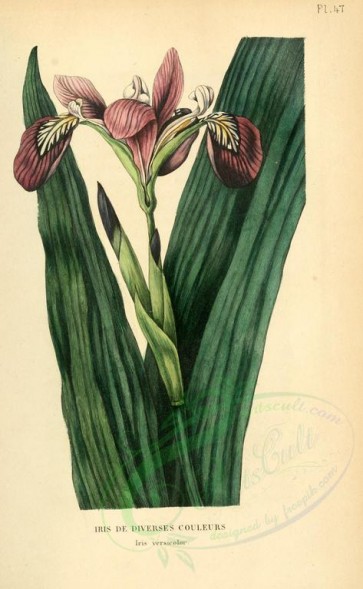 flowers-18240 - iris versicolor [2040x3306]