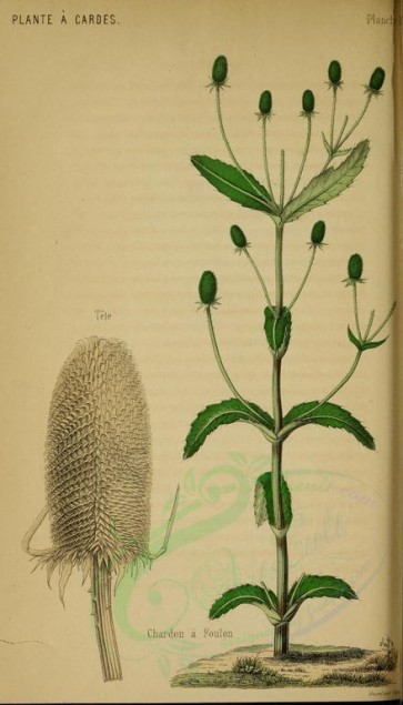 flowers-18516 - Fuller's Thistle, dipsacus fullonum [2432x4246]