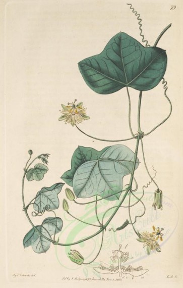 flowers-19173 - 079-passiflora lutea, Yellow Passionflower [3182x4996]