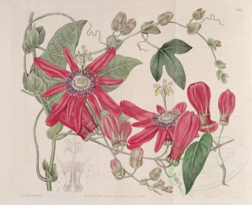 flowers-19379 - 285-passiflora racemosa, Bunch-flowered Passionflower [4260x3476]