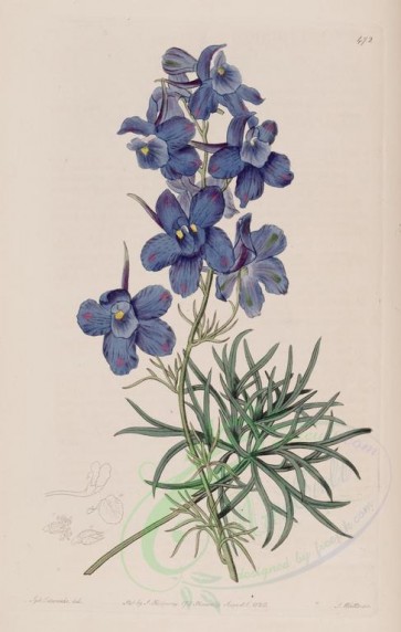 flowers-19566 - 472-delphinium grandiflorum chinense, Fischer's Larkspur [2751x4330]