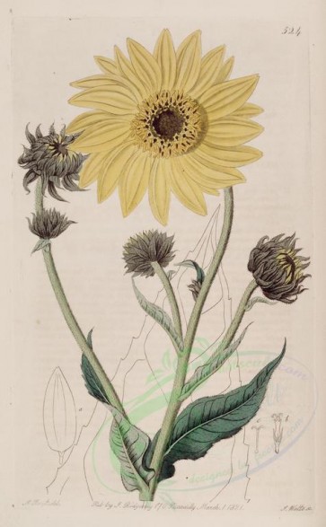 flowers-19618 - 524-helianthus pubescens, Illinois Sunflower [2654x4284]