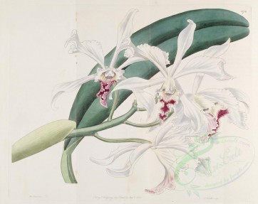 flowers-20273 - 1172-cattleya crispa, Curled-petaled Cattleya [3668x2902]