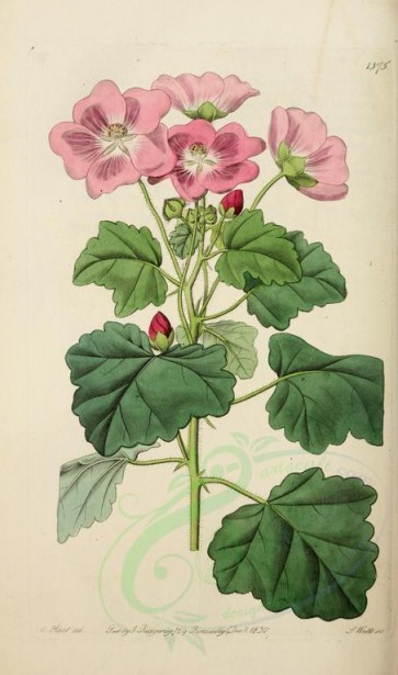 flowers-20666 - 1375-palavia rhombifolia, Rhomb-leaved Palavia [2154x3650]