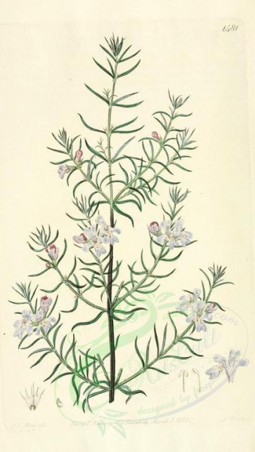 flowers-20955 - 1481-westringia longifolia, Long-leaved westringia [1937x3434]