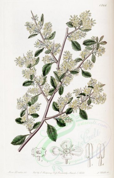 flowers-21049 - 1568-duvaua ovata, Ovate-leaved Duvaua [2721x4256]