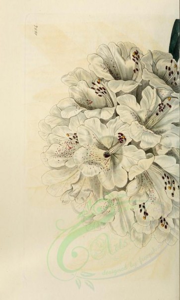 flowers-21255 - 1684-rhododendron arboreum album, White Tree Rhododendron [2125x3534]