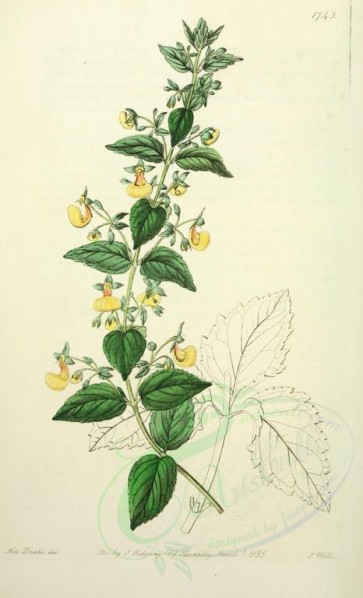 flowers-21408 - 1743-calceolaria angustiflora, Narrow-flowered Calceolaria [2545x4187]