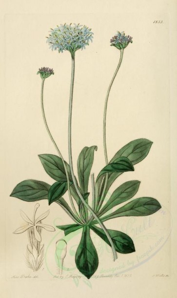 flowers-21597 - 1833-brunonia australis, Southern Brunonia [2104x3529]
