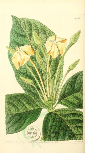 flowers-21816 - 1952-gardenia pannea, Cloth-leaved Gardenia [1554x2795]