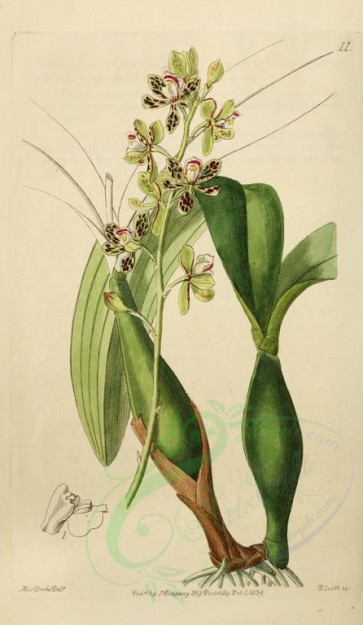 flowers-22100 - 011-epidendrum variegatum, Variegated Epidendrum [2016x3471]