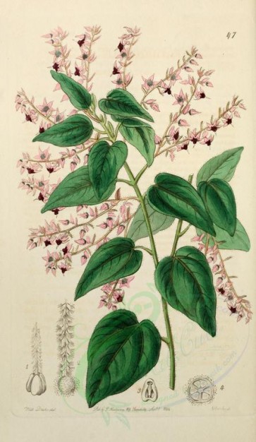 flowers-22841 - 047-corethrostylis bracteata, Rosy-armed Corethrostylis [2015x3477]