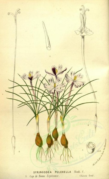 flowers-23472 - syringodea pulchella [2188x3568]