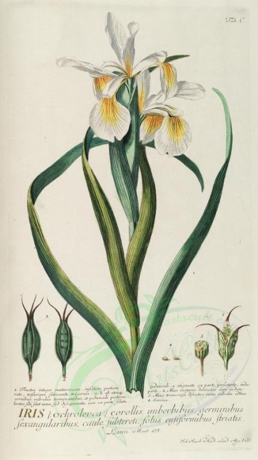 flowers-24176 - iris corollis imberbibus [1957x3486]