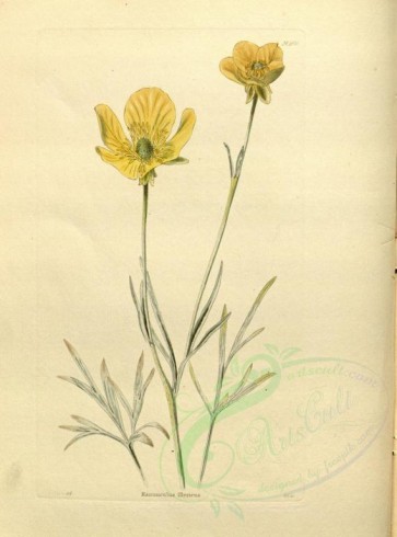 flowers-24841 - ranunculus illyricus [2297x3098]