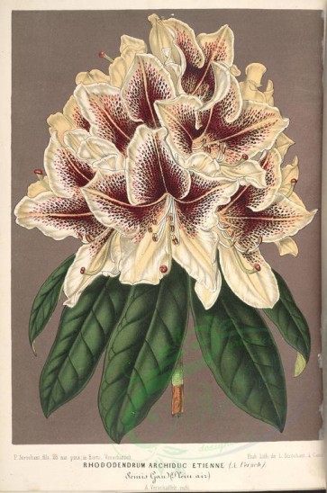flowers-25199 - rhododendrum archiduc etienne [4034x6086]