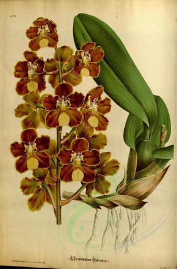 flowers-25600 - odontoglossum brevifolium [3562x5404]