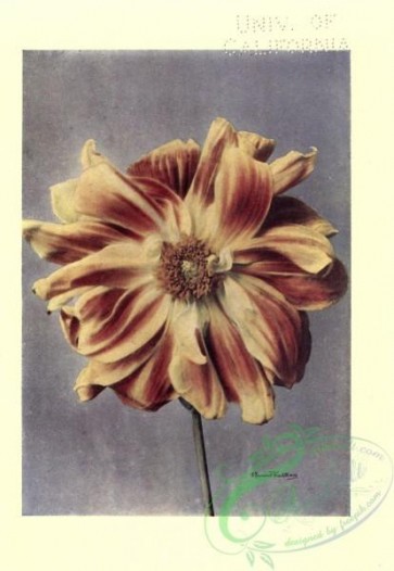 flowers-26334 - Paeony-flowered Dahlia [2552x3690]