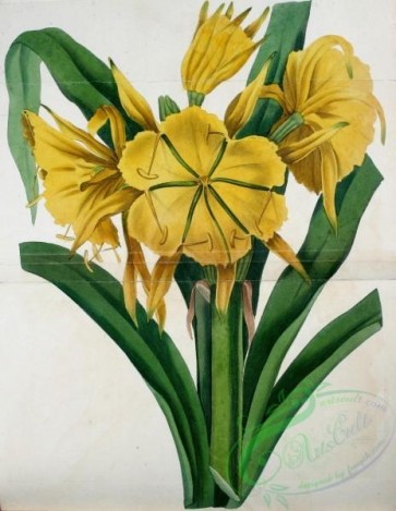 flowers-26429 - Narcissus-flowered Ismene, ismene amancaes [2106x2718]