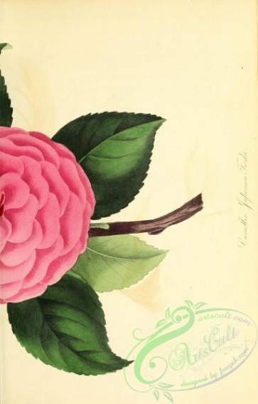 flowers-26476 - Mr Ford's Japan Camellia, camellia japonica fordii, 2 [2834x4433]