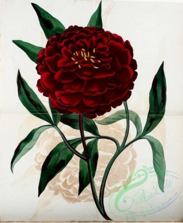 flowers-26521 - Mr Reeve's Poeony, poeonia edulis reevesiana [1732x2111]
