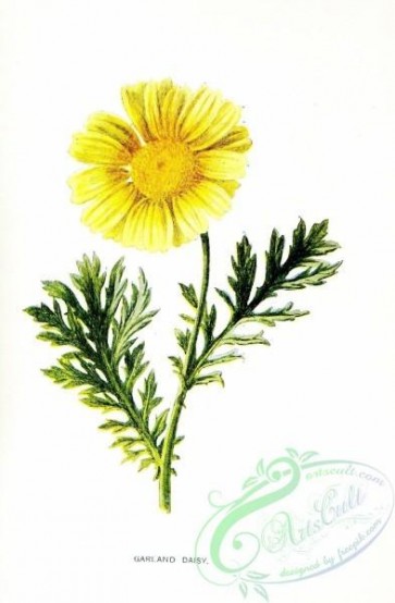 flowers-26583 - Garland Daisy, chrysanthemum coronarium [1307x1993]