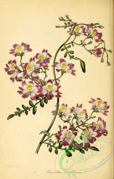 flowers-27055 - Mr Evans's Schizanthus, schizanthus evansianus [2875x4512]