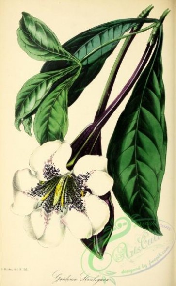 flowers-27365 - Lord Stanley's Gardenia, gardenia stanleyana [2903x4720]