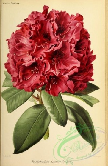flowers-27682 - rhododendron comtesse de bari [3189x4872]