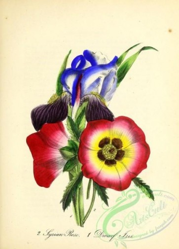 flowers-27747 - Dwarf Iris, iris pumila [2309x3211]