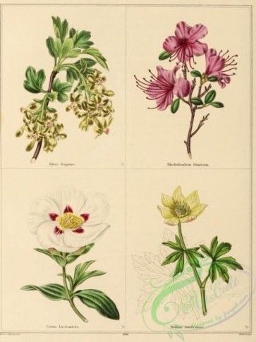 flowers-27989 - ribes fragrans, rhododendron dauricum, cistus lusitanicus, trollius americanus [1749x2333]
