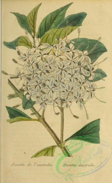 flowers-29112 - pavetta australis [2382x3888]