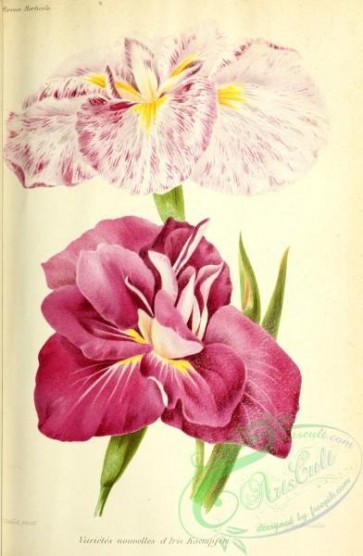 flowers-29265 - iris kaempferi [3276x5013]