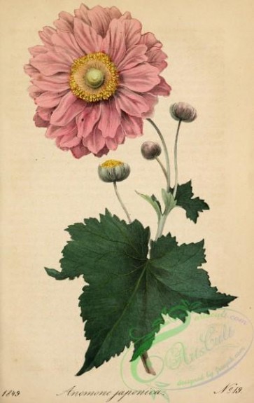 flowers-30136 - anemone japonica [2049x3240]