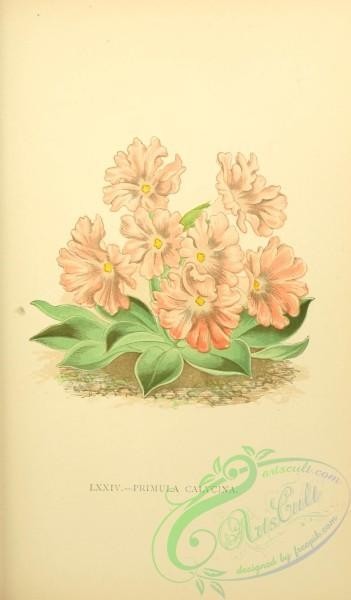 flowers-30477 - primula calycina [2157x3677]