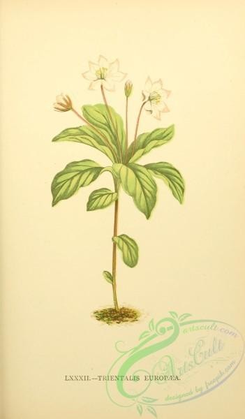 flowers-30495 - trientalis europaea [2157x3677]