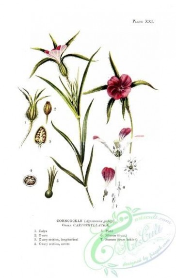 flowers-30539 - Corncockle, agrostemma githago [1574x2483]