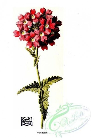 flowers-30613 - Verbena, verbena hybrida [1322x2006]
