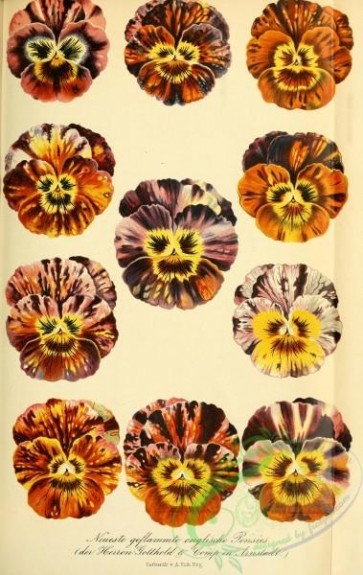 flowers-30732 - Pansees [2395x3789]